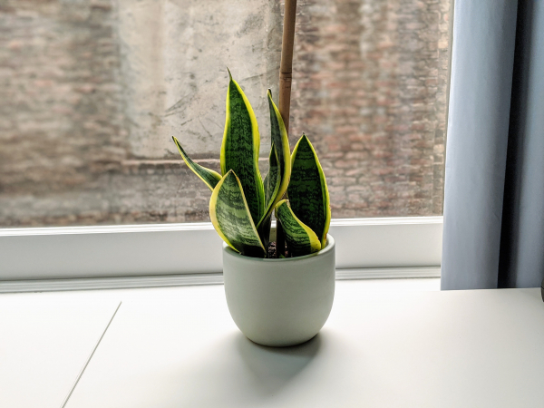 my new snake plant from The Sill